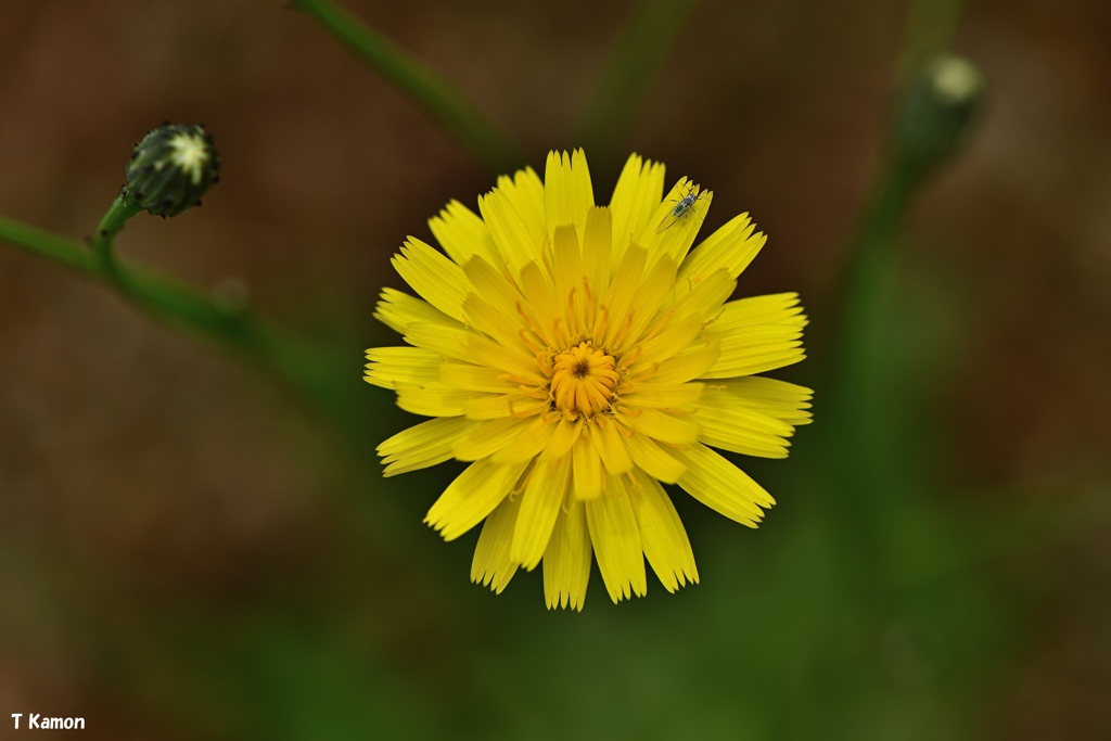 「虫」がついている花