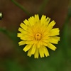 「虫」がついている花