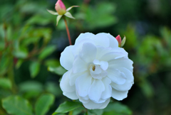 冬の薔薇➊～アイスバーグ～