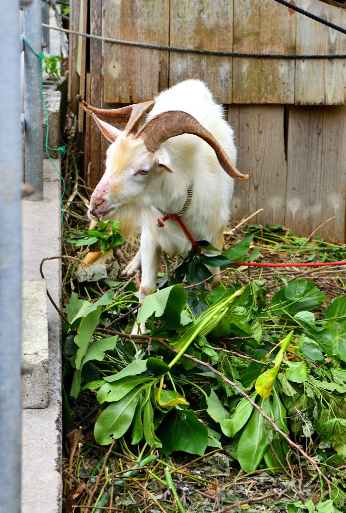 食用として飼われているヤギ