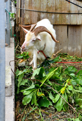 食用として飼われているヤギ