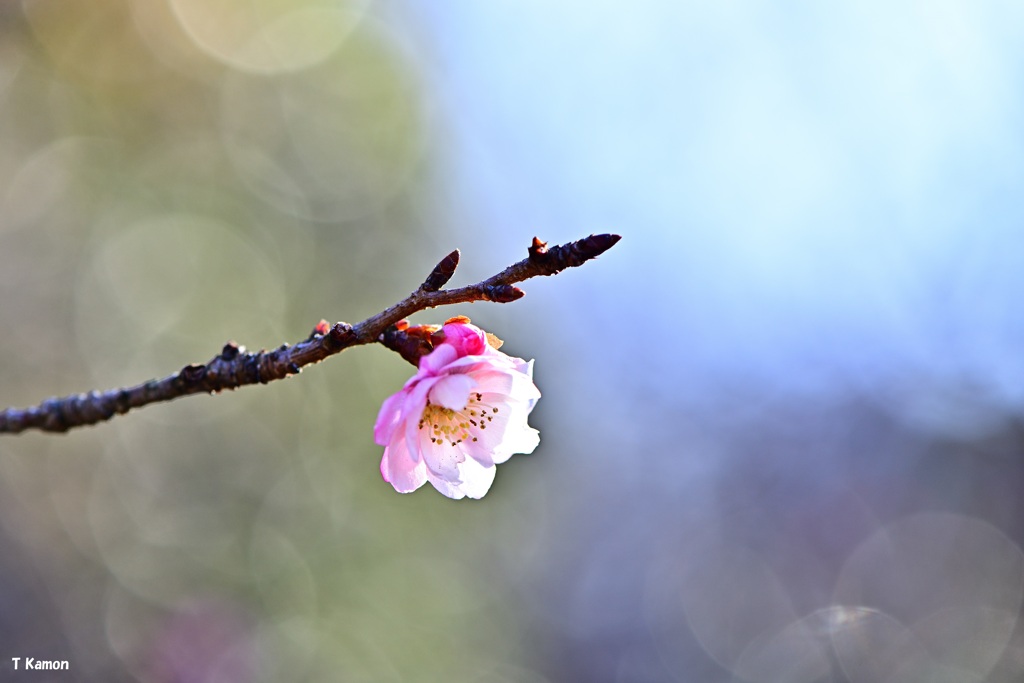 冬の桜