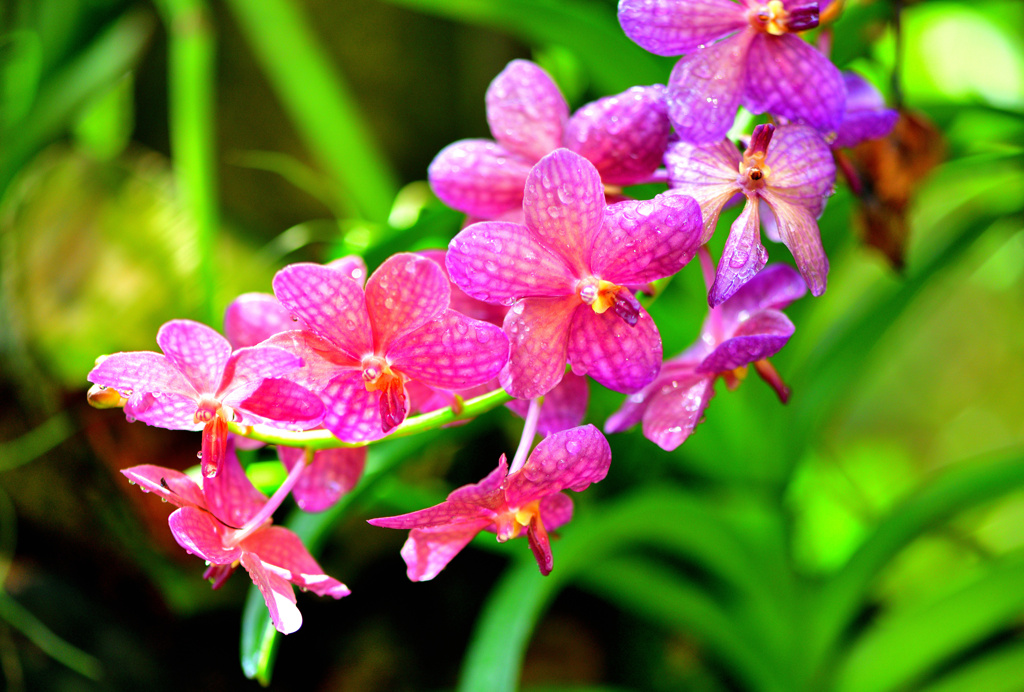 華麗なる温室の花達4⃣