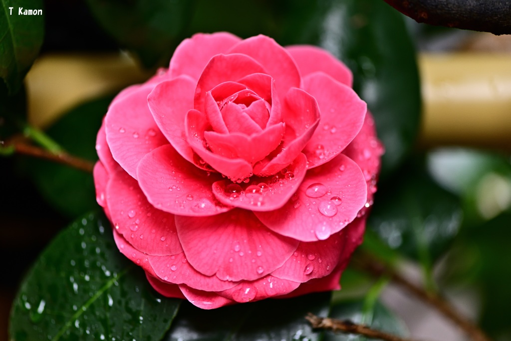 雨の中の花①