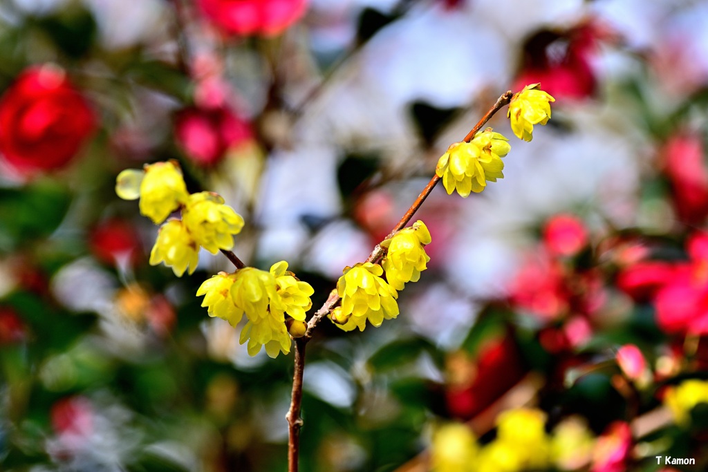 背景はカラフル