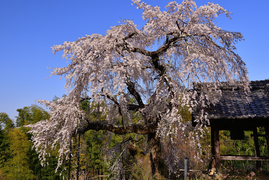 枝垂れ桜と鐘楼