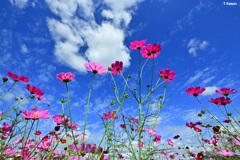 青空と秋桜