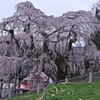 日本三大桜～三春滝桜②