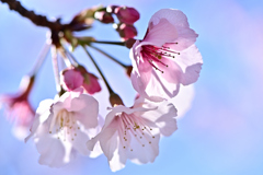 バイオ新種の寒桜