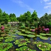 花影の池