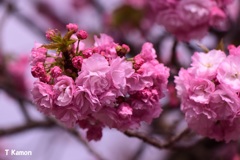 通り抜け八重桜④