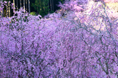千本のしだれ桜