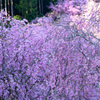 千本のしだれ桜
