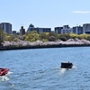 大川と桜