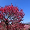 青空に映える鹿児島紅