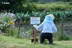 しつこい写真止めて！（田舎シリーズ⑨）