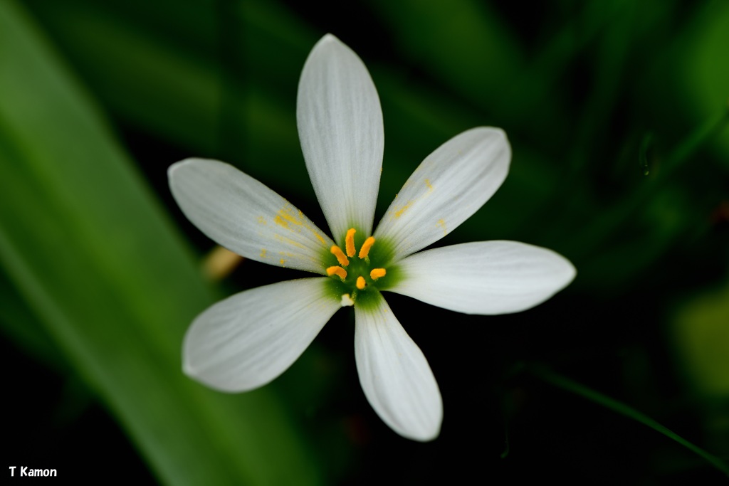 白い小さな花