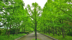 並木道