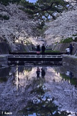 夙川の桜③