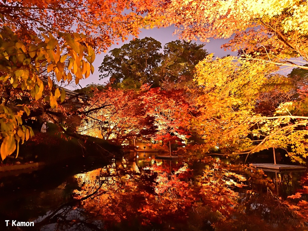 紅葉ライトアップⅡ
