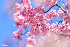 2019桜～西宮／浄水場③