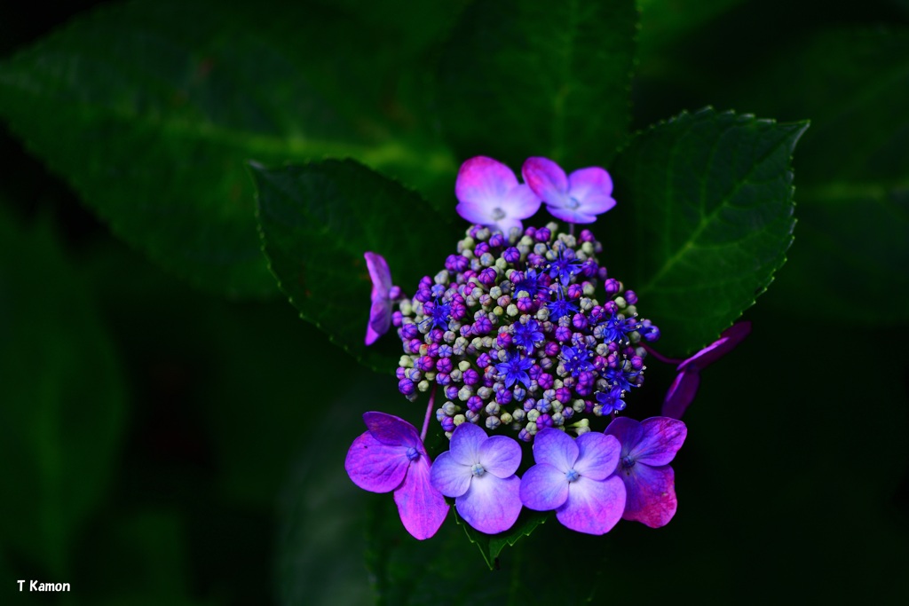 7.13紫陽花