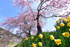 水仙と花桃と枝垂れ桜の饗宴