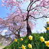 水仙と花桃と枝垂れ桜の饗宴