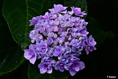 「移り気」な花①