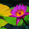 熱帯スイレン④
