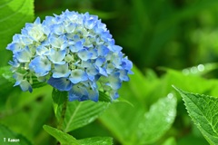 ヒメアジサイ