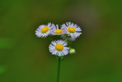 道端の花
