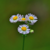 道端の花