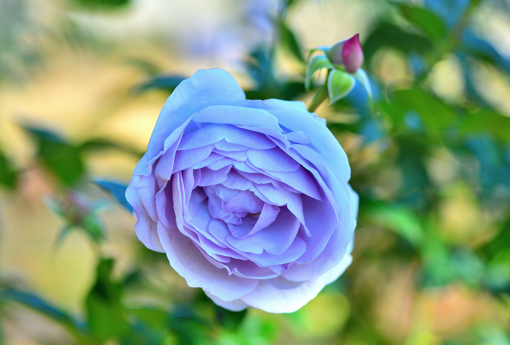 薄い青色のバラ