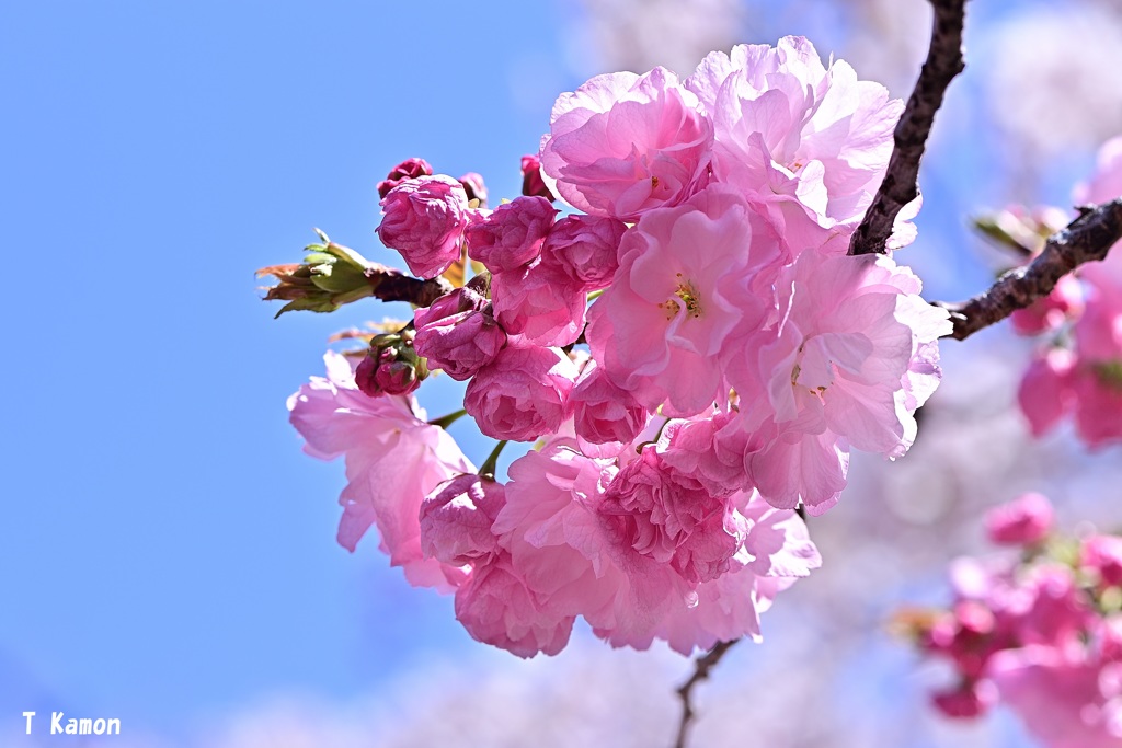 今年の花は「紅手毬」②