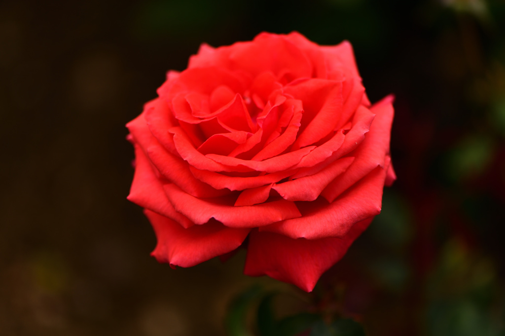 Red rose ②
