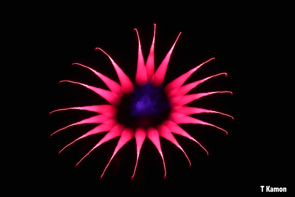 相生ペーロン祭海上花火大会②