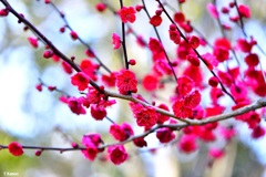 紅