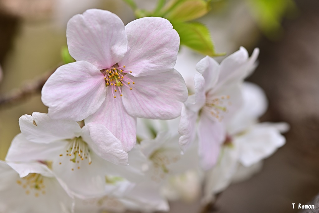 ほんのり桃色の花びら