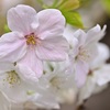 ほんのり桃色の花びら