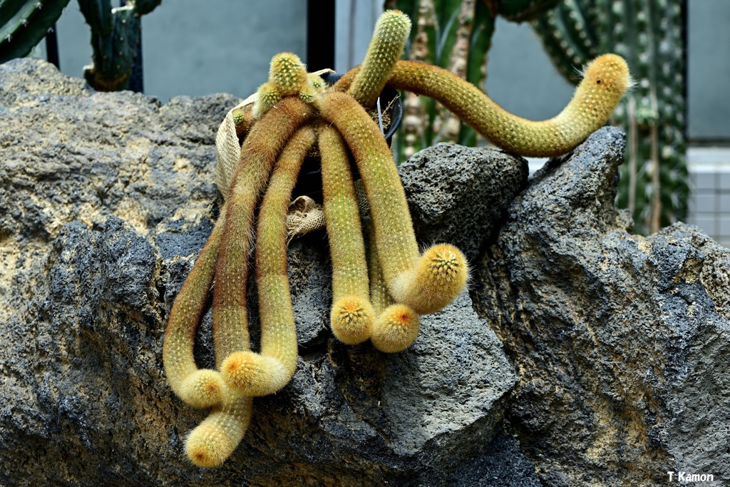 にょろにょろ～と