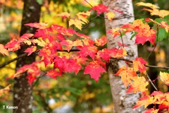 カナダで見つけた紅葉④