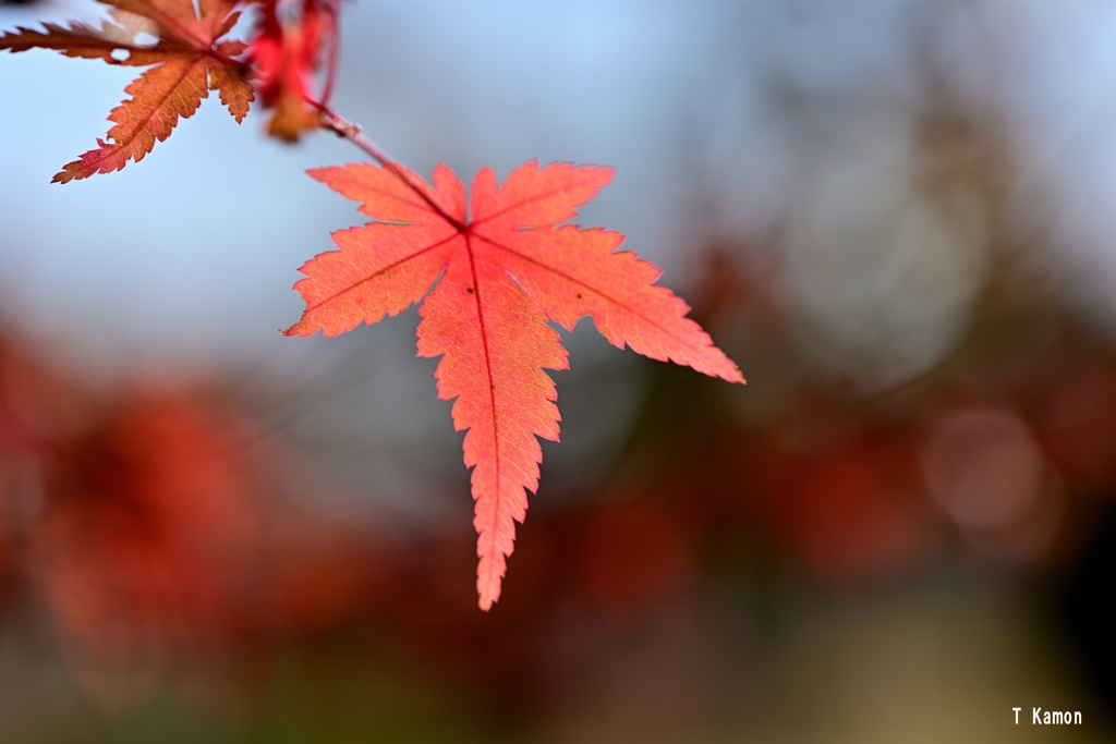 2度目の紅葉③