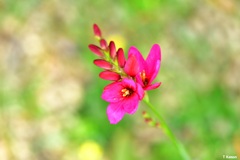 南アフリカから