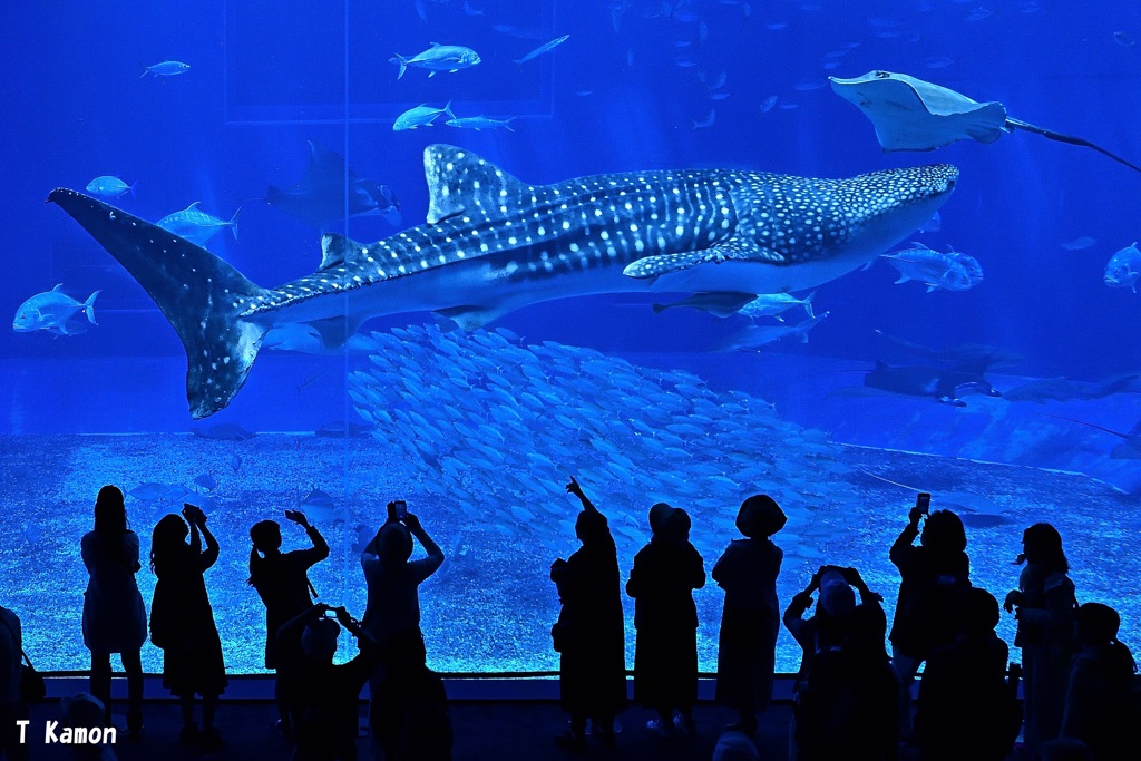 水族館の人気者