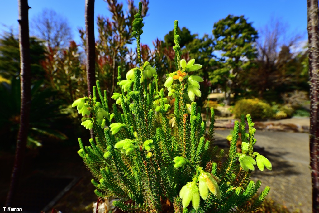 エリカ・セシリフローラ