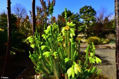 エリカ・セシリフローラ