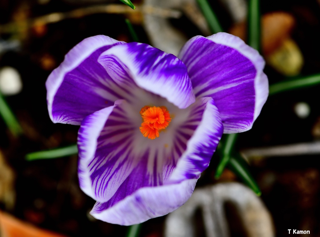 バーズパープル・クロッカス