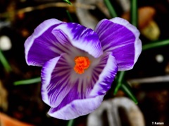 バーズパープル・クロッカス