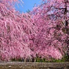 梅の花の壁